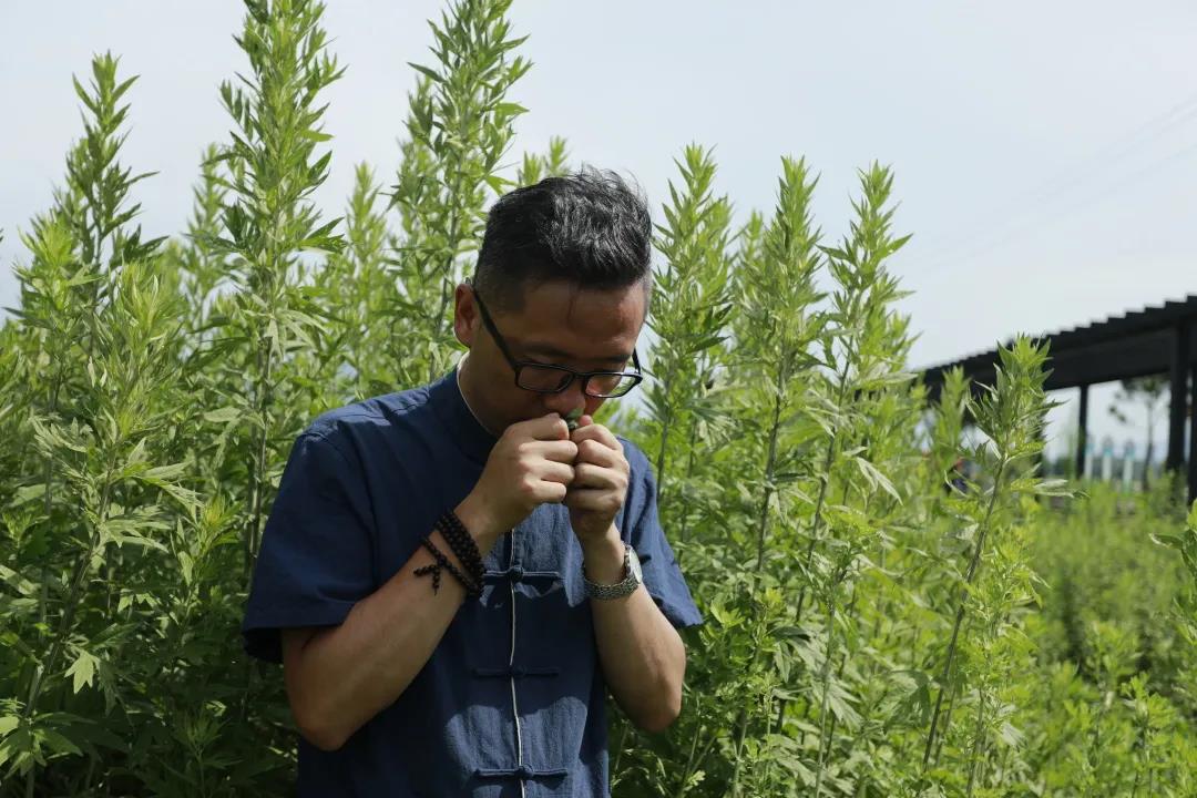 艾草怎么辨別真假，假蘄艾盛行，妙招教你輕松避雷！